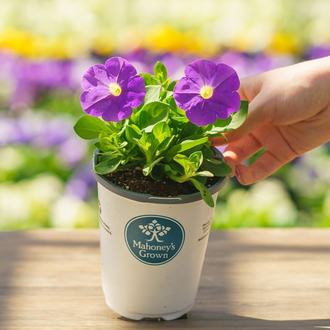 Petunia – Ray Classic Blue – 4.5″ Pot